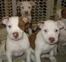 PITBULLS