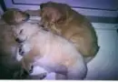 PUPPYS