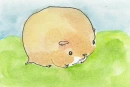 cute hamster