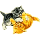kittens rolling around