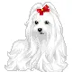 cute dog