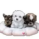 puppys