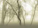 wooded
