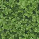 grass