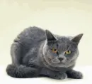 Cat Wait