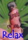 sleeping monkey