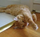 Stretchy Kitty