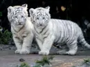 Tigger&TigerLily
