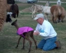 Baby Llama