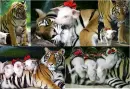 Piglets disguised as tiger cubs