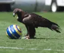 mascota del america