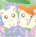 Hamtaro and Bijou together