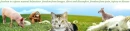 RSPCA 