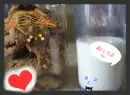 milk luvs cookie forever