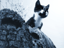 just a cat ;-)