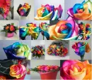 Happy Roses