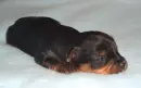 Sleeping puppy