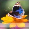 butterfly