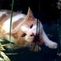 Kitty eating plant