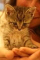 Tiny kitten