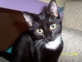 Black and white kitten(Looks so much like mine!)