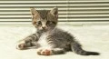 Kitten laying down on floor