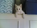 White Cat