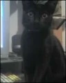 Black kitten