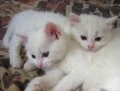 Two White Kittens