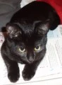 Black kitten