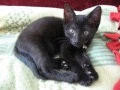 Black kitten