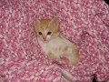 Baby kitten