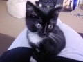 Kitten laying down.