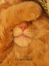 kitty can't look
