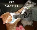cat fight