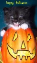 cat halloween