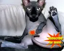 sexy cat?