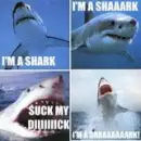 i'm a shark