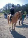 horse and rider