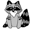 raccoon