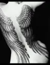 Tatoo Wings