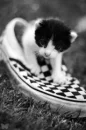 converse kitty
