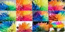 Happy Chrysantens