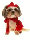 dog with scarf and beanie 