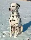 Dalmatian