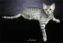 grey cat