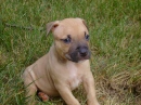 Jasmin, pit bull