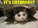 its caturday