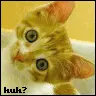 kitten