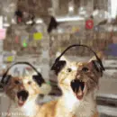 Cats rock!!